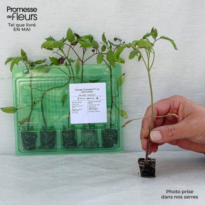 Exemplar von Tomate Cornabel F1 Mini-Plug Ø 3/4 cm wie im Frühjahr geliefert