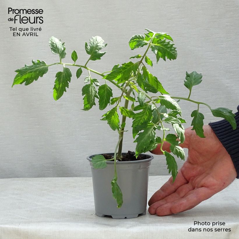 Exemplar von Tomate Cornabel F1 Topf 10 cm/11cm wie im Frühjahr geliefert