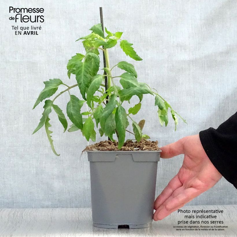 Exemplar von Fleischtomate Andine Cornue (Veredelte Tomate) Topf mit 2L/3L wie im Frühjahr geliefert