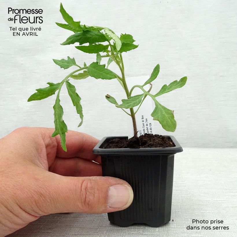 Exemplar von Fleischtomate Cuor di Bue (Pflanzen) Kleine Töpfe von 7/8 cm wie im Frühjahr geliefert