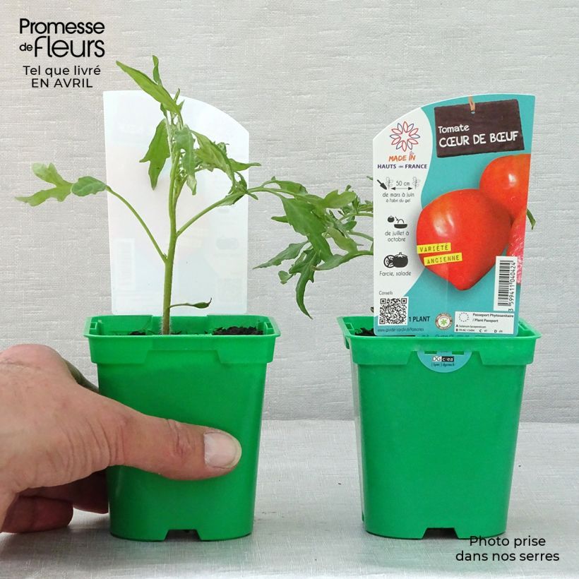 Exemplar von Fleischtomate Cuor di Bue (Pflanzen) Topf 10 cm/11cm wie im Frühjahr geliefert