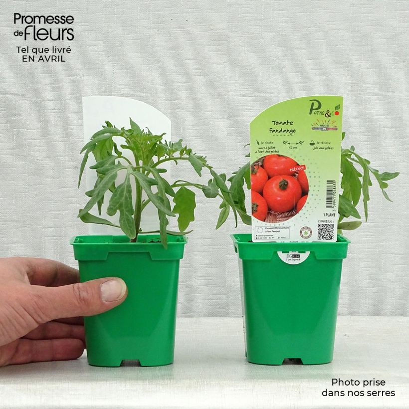 Exemplar von Tomate Fandango F1 Topf 10 cm/11cm wie im Frühjahr geliefert