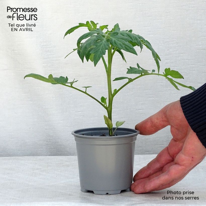Exemplar von Tomate Fantasio F1 Topf 10 cm/11cm wie im Frühjahr geliefert