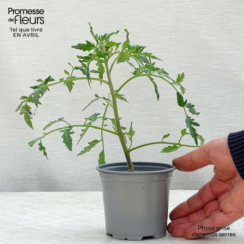 Exemplar von Tomate Fleurette F1 (Veredelte Tomate) Kleine Töpfe von 8/9 cm wie im Frühjahr geliefert