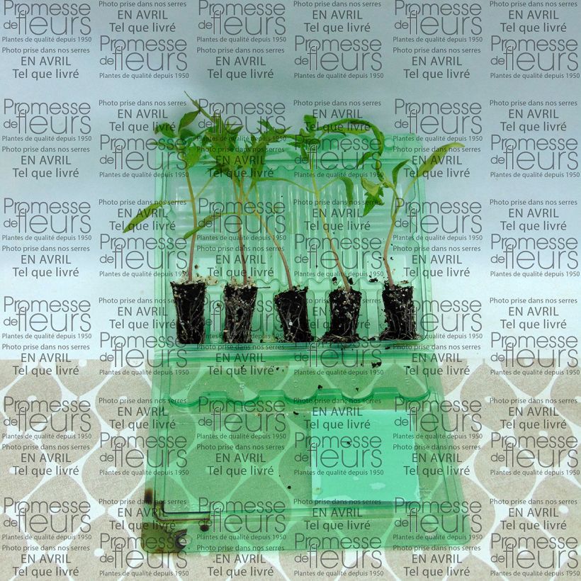 Beispiel eines Exemplars von Tomate Fleurette F1 en plants - Vrai type Cœur de Bœuf hybride Mini-motte 4 cm wie geliefert