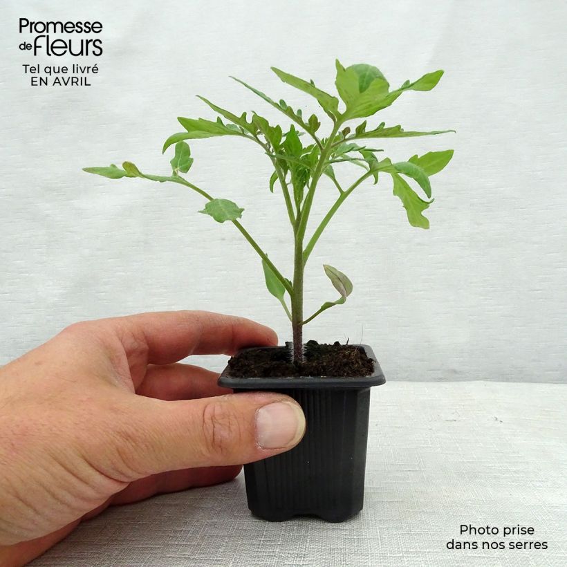 Exemplar von Tomate Fournaise Kleine Töpfe von 7/8 cm wie im Frühjahr geliefert