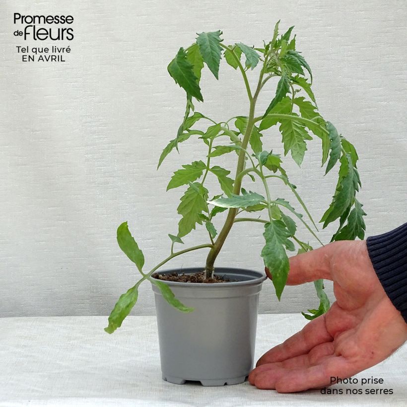 Exemplar von Tomate Gagliardo F1 (Veredelte Tomate) Topf 10 cm/11cm wie im Frühjahr geliefert