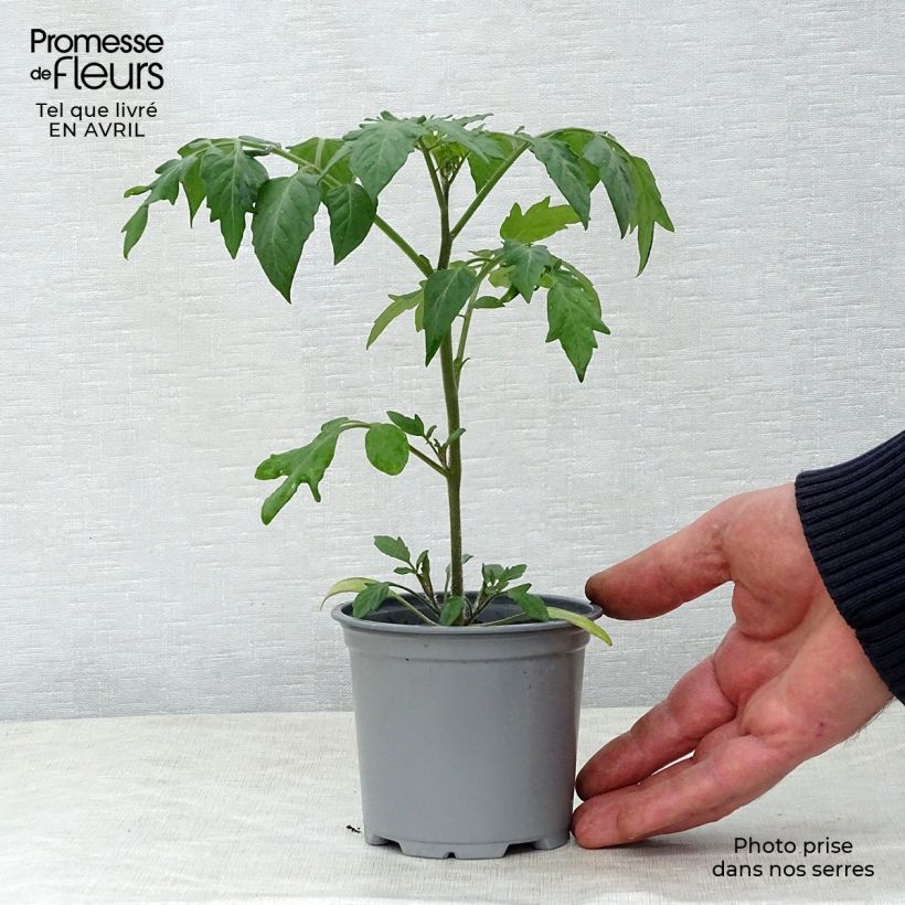 Exemplar von Kirschtomate Goldwin F1 Topf 10 cm/11cm wie im Frühjahr geliefert