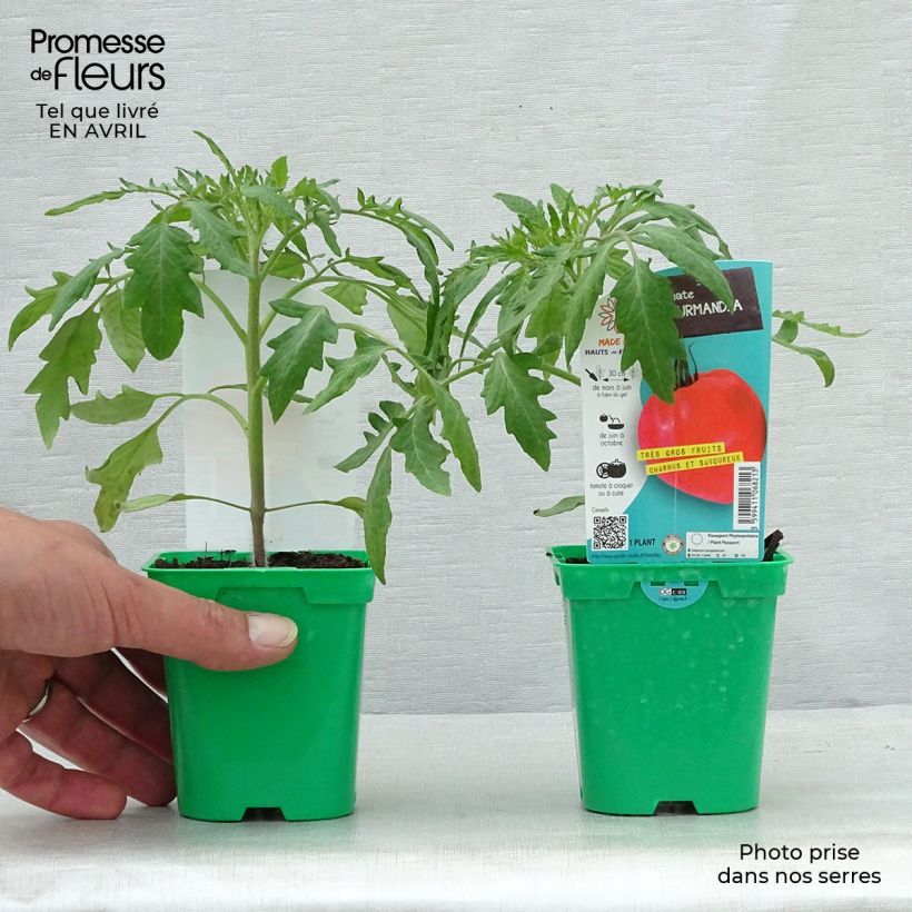 Exemplar von Tomate Gourmandia Topf 10 cm/11cm wie im Frühjahr geliefert