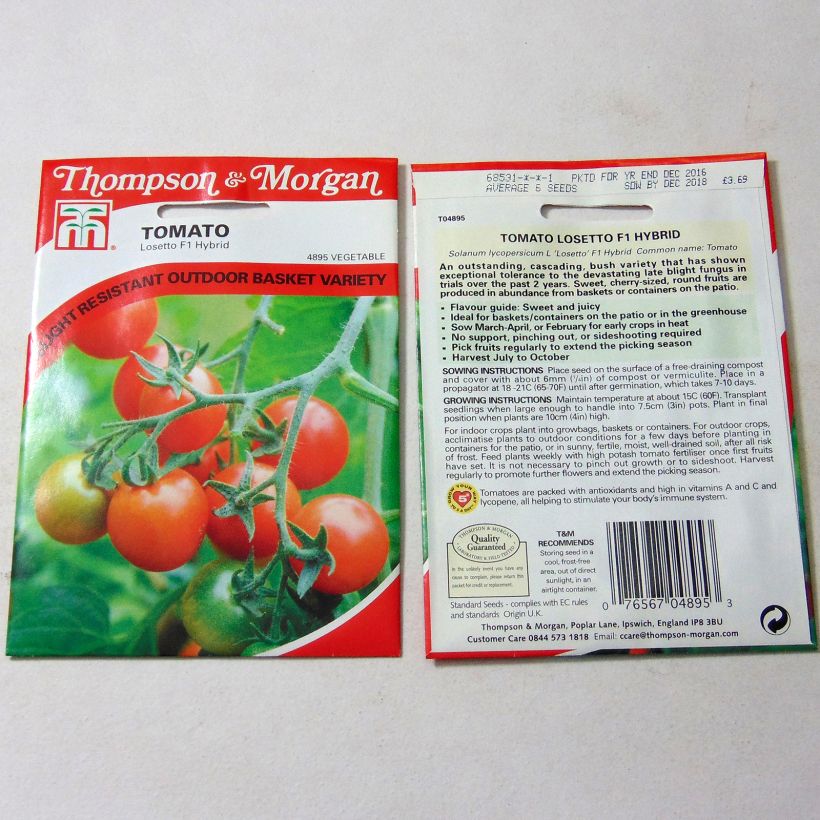 Beispiel eines Exemplars von Kirschtomate Losetto die Tüte mit 6 Samen wie geliefert