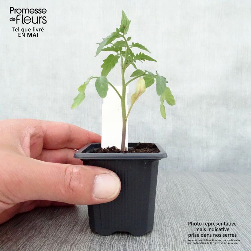 Exemplar von Tomate Maestria Kleine Töpfe von 7/8 cm wie im Frühjahr geliefert