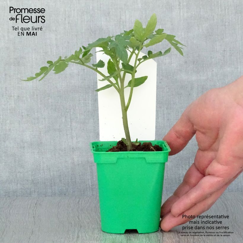 Exemplar von Tomate Maestria Topf 10 cm/11cm wie im Frühjahr geliefert