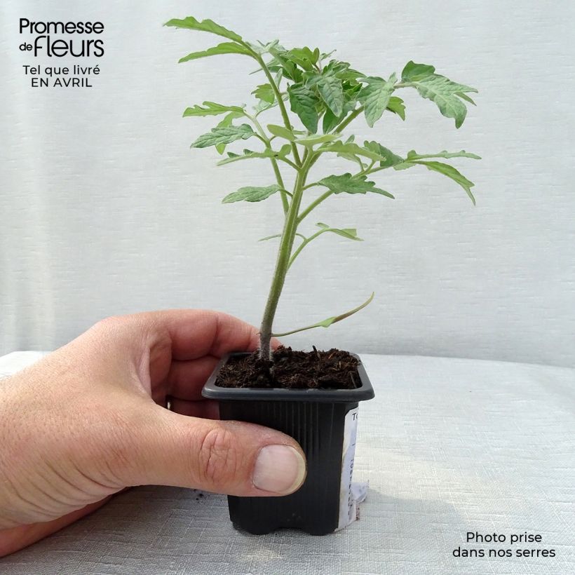 Exemplar von Tomate Marmande (Pflanzen) Kleine Töpfe von 7/8 cm wie im Frühjahr geliefert