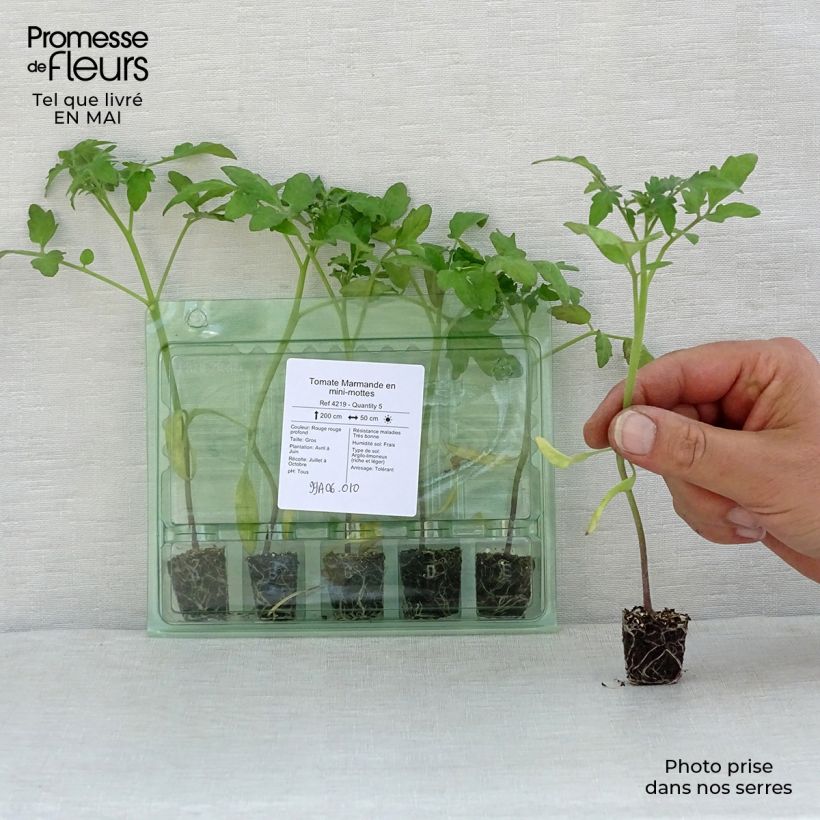Exemplar von Tomate Marmande (Pflanzen) Mini-Plug Ø 3/4 cm wie im Frühjahr geliefert