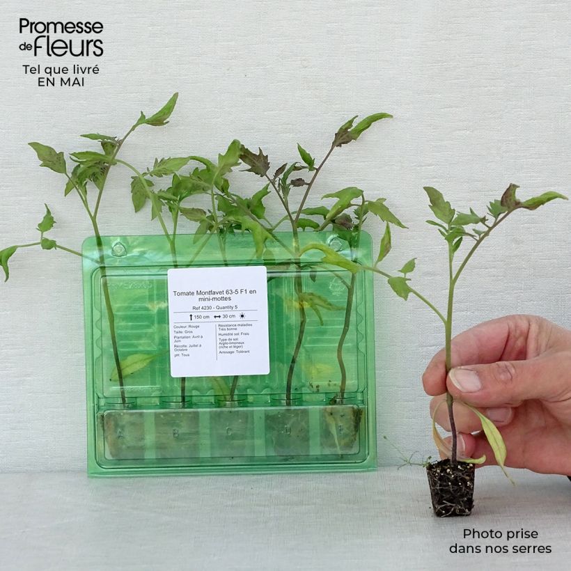 Exemplar von Tomate Montfavet 63-5 Mini-Plug Ø 3/4 cm wie im Frühjahr geliefert