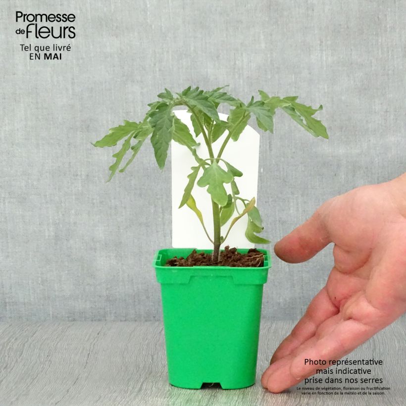 Exemplar von Tomate Montfavet 63-5 Topf 10 cm/11cm wie im Frühjahr geliefert