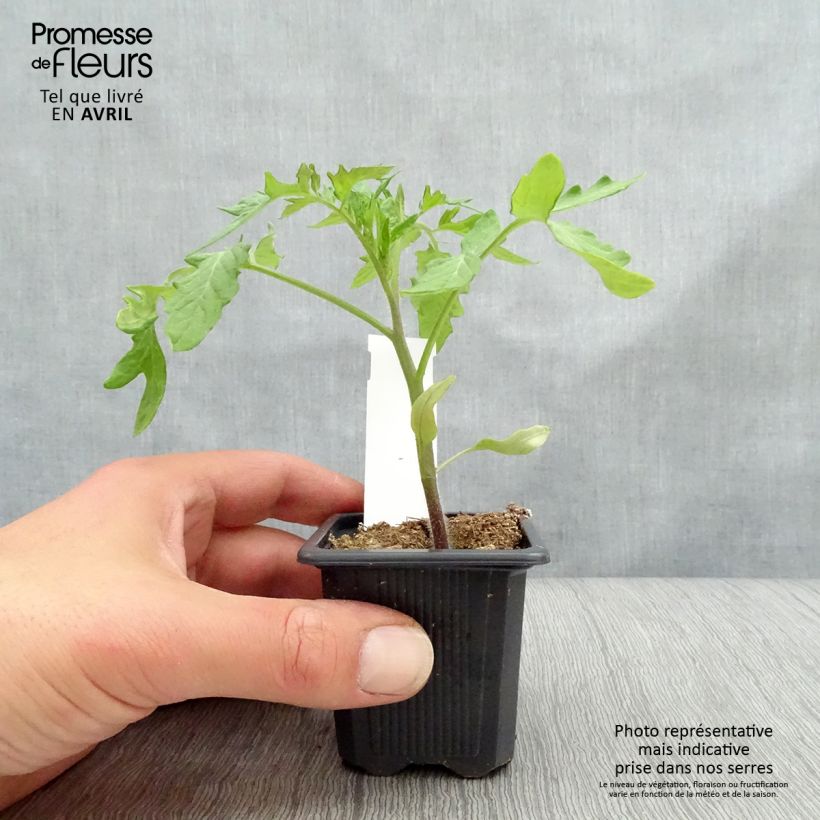 Exemplar von Tomate Montfavet 63-5 Kleine Töpfe von 7/8 cm wie im Frühjahr geliefert
