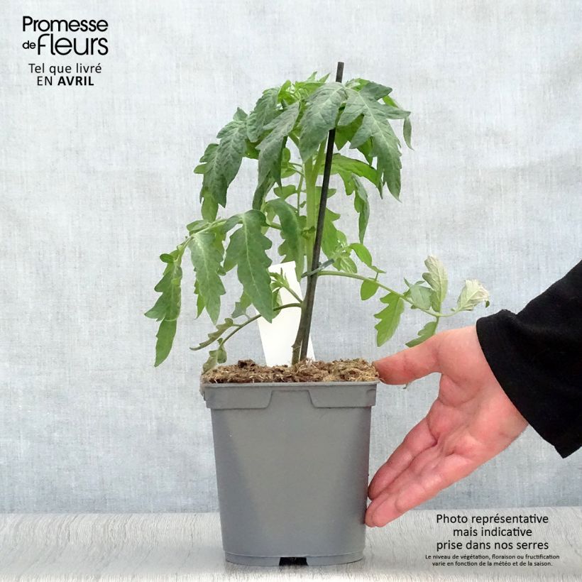 Exemplar von Tomate Montfavet (Veredelte Tomate) Topf mit 2L/3L wie im Frühjahr geliefert
