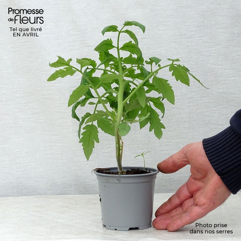 Exemplar von Tomate Noire de Crimée F1 (Veredelte Tomate) Kleine Töpfe von 8/9 cm wie im Frühjahr geliefert