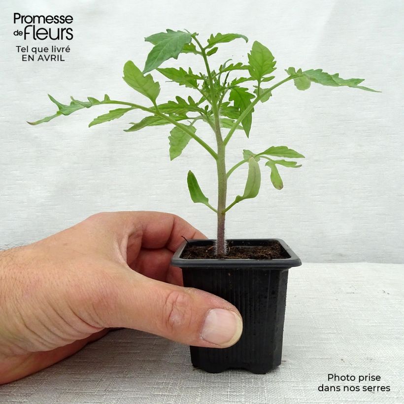 Exemplar von Tomate Noire de Crimée (Pflanzen) Kleine Töpfe von 7/8 cm wie im Frühjahr geliefert