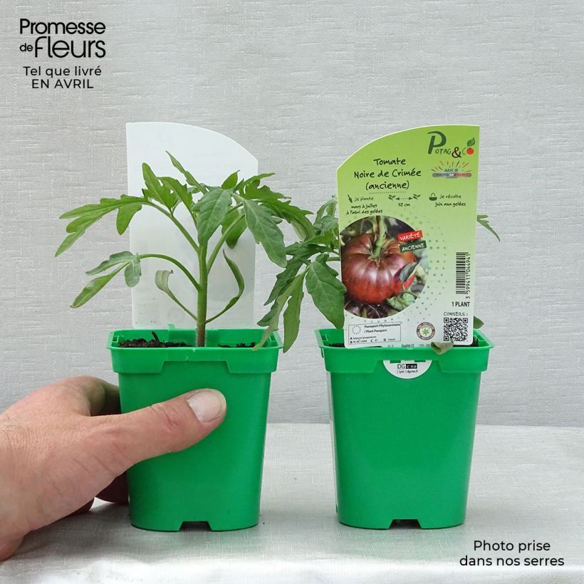 Exemplar von Tomate Noire de Crimée (Pflanzen) Topf 10 cm/11cm wie im Frühjahr geliefert