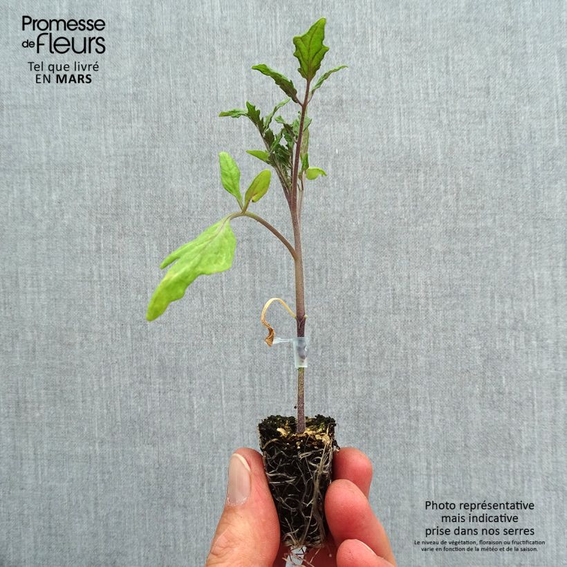 Exemplar von Tomate Ochsenherz Orange (Veredelte Tomate) Mini-Plug Ø 3/4 cm wie im Frühjahr geliefert