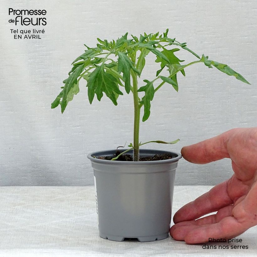 Exemplar von Tomate Orange Queen Kleine Töpfe von 8/9 cm wie im Frühjahr geliefert