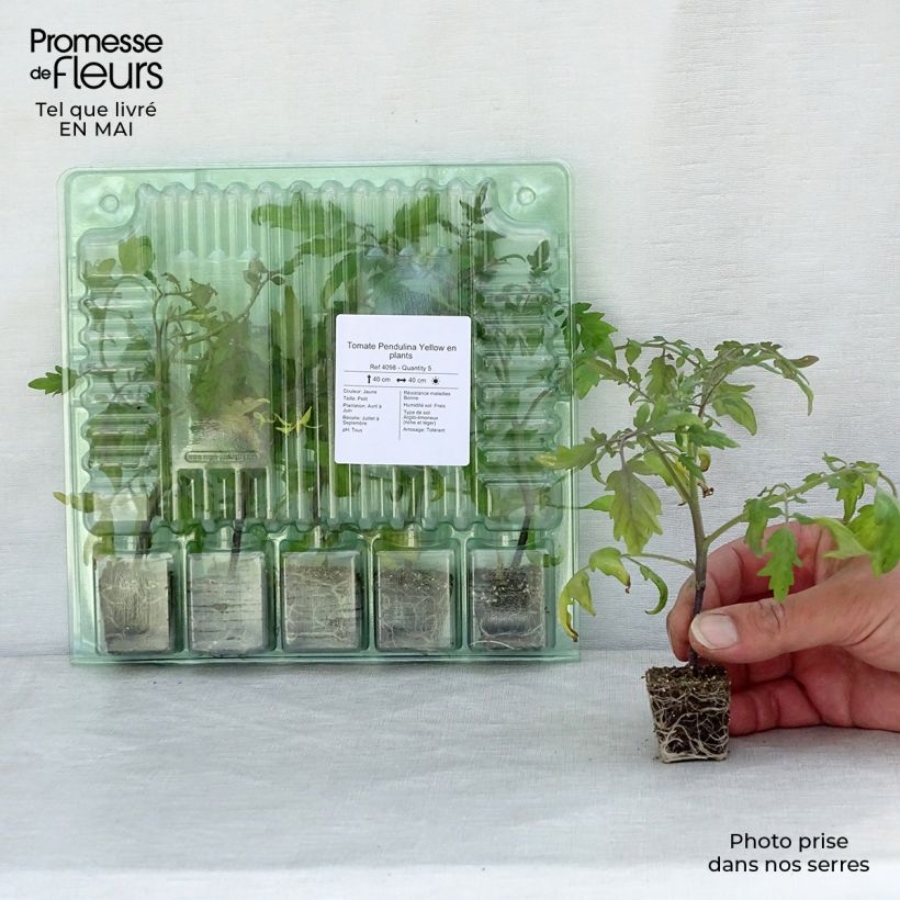 Exemplar von Tomate Pendulina Yellow Mini-Plug Ø 3/4 cm wie im Frühjahr geliefert
