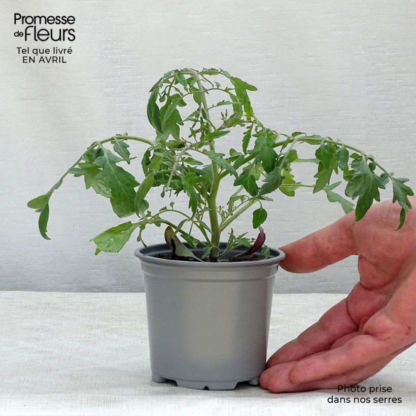 Exemplar von Tomate Pendulina Yellow Kleine Töpfe von 8/9 cm wie im Frühjahr geliefert