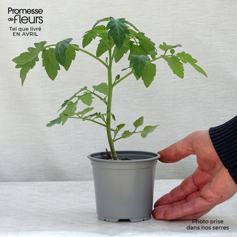 Exemplar von Kirschtomate Pepe F1 (Veredelte Tomate) Kleine Töpfe von 8/9 cm wie im Frühjahr geliefert