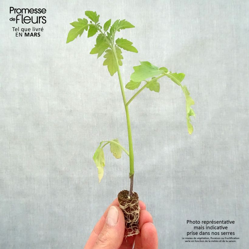 Exemplar von Kirschtomate Pepe F1 (Veredelte Tomate) Mini-Plug Ø 1,5/2,5 cm wie im Frühjahr geliefert