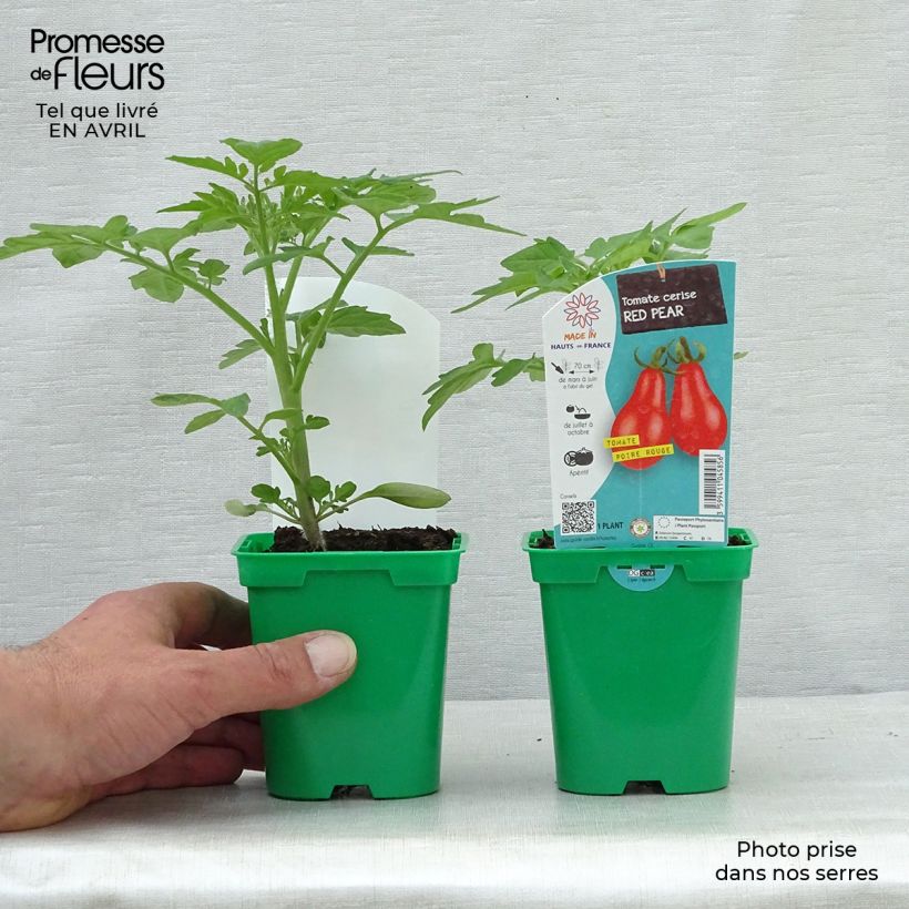 Exemplar von Kirschtomate Poire Rouge (Pflanzen) Topf 10 cm/11cm wie im Frühjahr geliefert