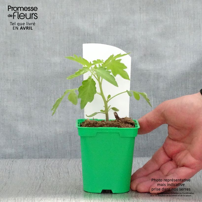 Exemplar von Kirschtomate Poire jaune (Pflanzen) Topf 10 cm/11cm wie im Frühjahr geliefert