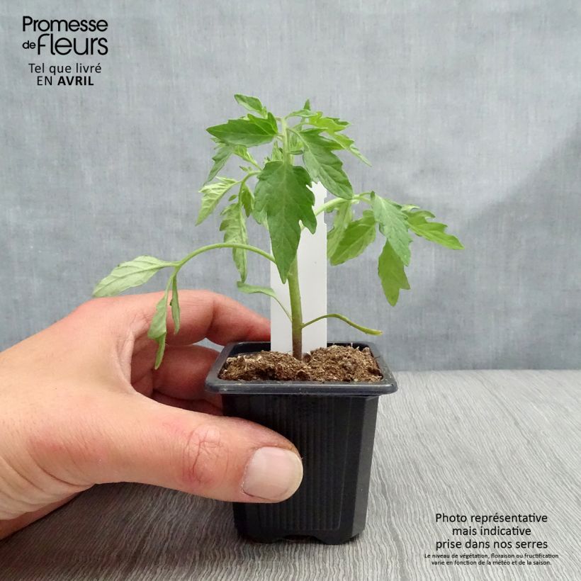 Exemplar von Tomate Premio (Pflanzen) Kleine Töpfe von 7/8 cm wie im Frühjahr geliefert