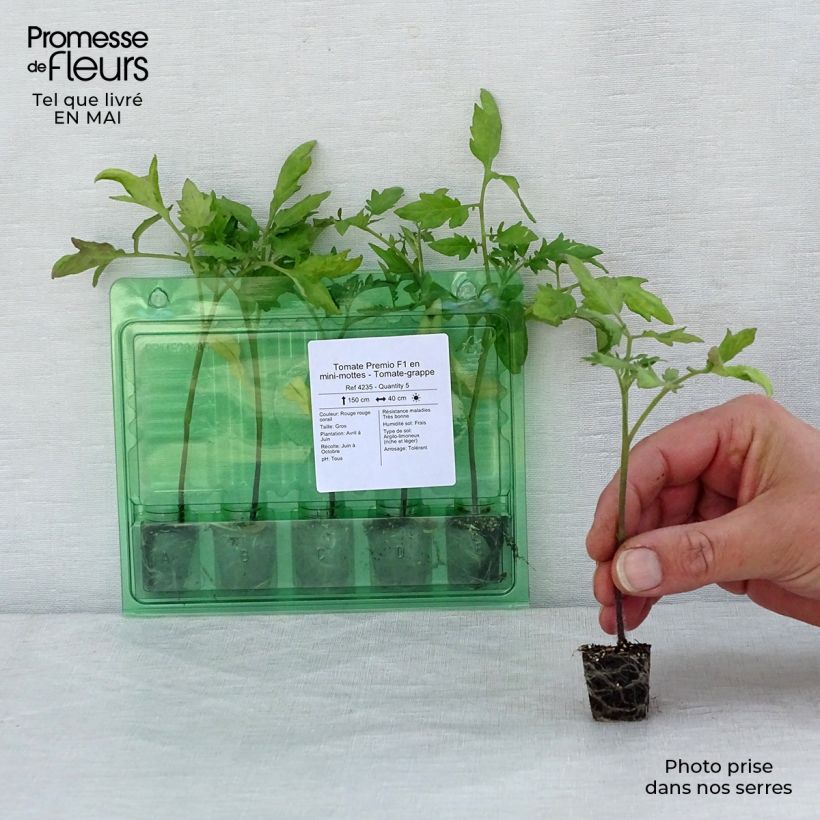 Exemplar von Tomate Premio (Pflanzen) Mini-Plug Ø 3/4 cm wie im Frühjahr geliefert
