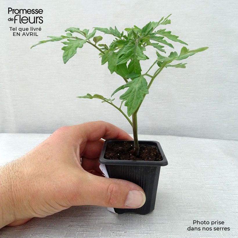 Exemplar von Tomate Premio (Pflanzen) Topf 10 cm/11cm wie im Frühjahr geliefert