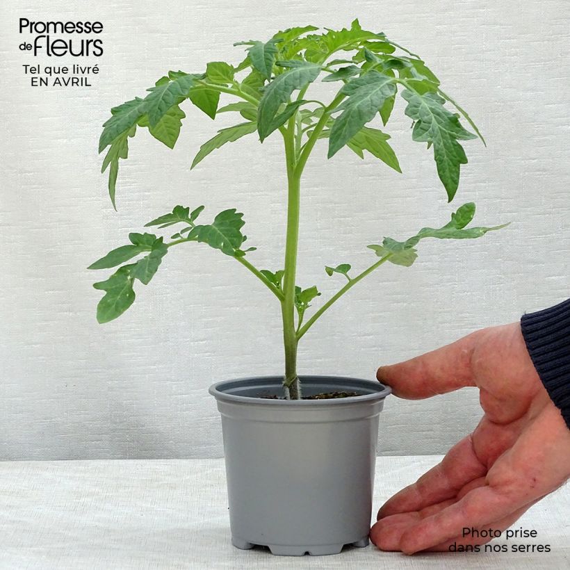 Exemplar von Tomate Previa (Veredelte Tomate) Kleine Töpfe von 8/9 cm wie im Frühjahr geliefert