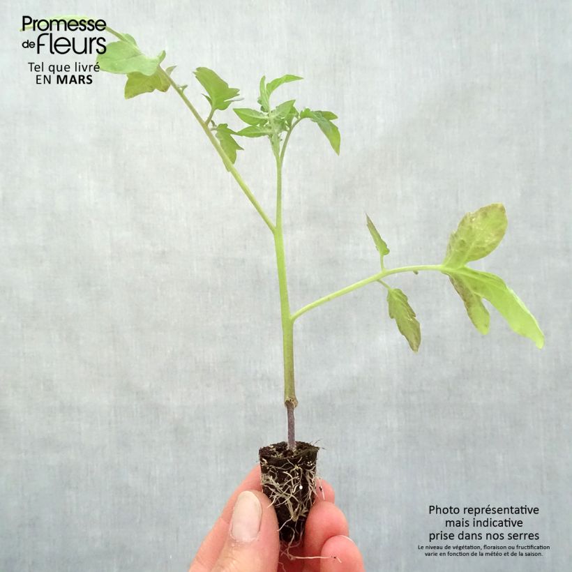 Exemplar von Tomate Previa (Veredelte Tomate) Mini-Plug Ø 1,5/2,5 cm wie im Frühjahr geliefert