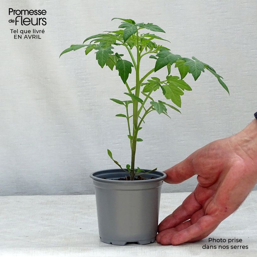 Exemplar von Tomate Prune noire Kleine Töpfe von 8/9 cm wie im Frühjahr geliefert