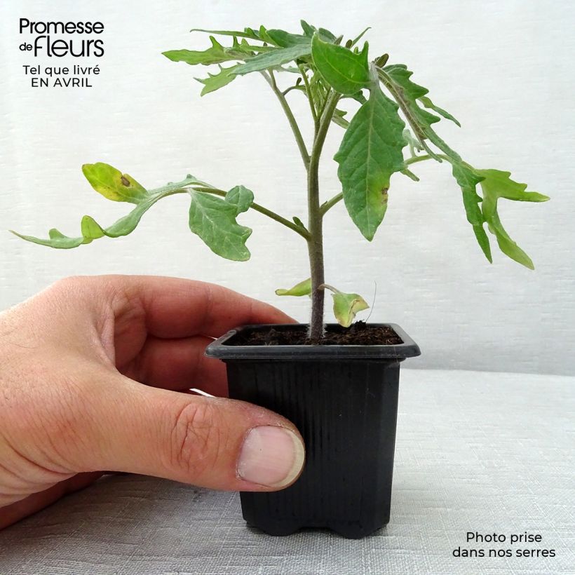 Exemplar von Tomate Pyros (Pflanzen) Kleine Töpfe von 7/8 cm wie im Frühjahr geliefert