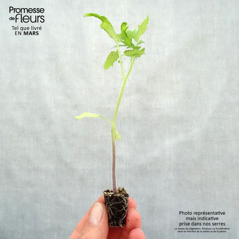 Exemplar von Tomate Pyros (Pflanzen) Mini-Plug Ø 3/4 cm wie im Frühjahr geliefert