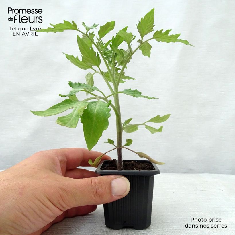 Exemplar von Tomate Roma Kleine Töpfe von 7/8 cm wie im Frühjahr geliefert