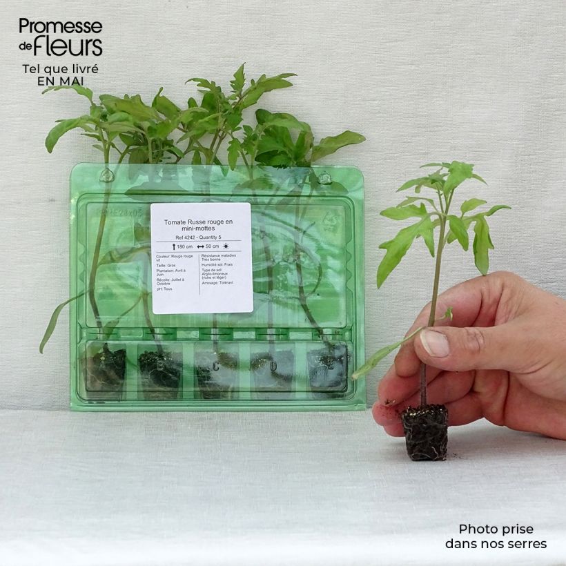 Exemplar von Tomate Russe rouge (Pflanzen) Mini-Plug Ø 3/4 cm wie im Frühjahr geliefert