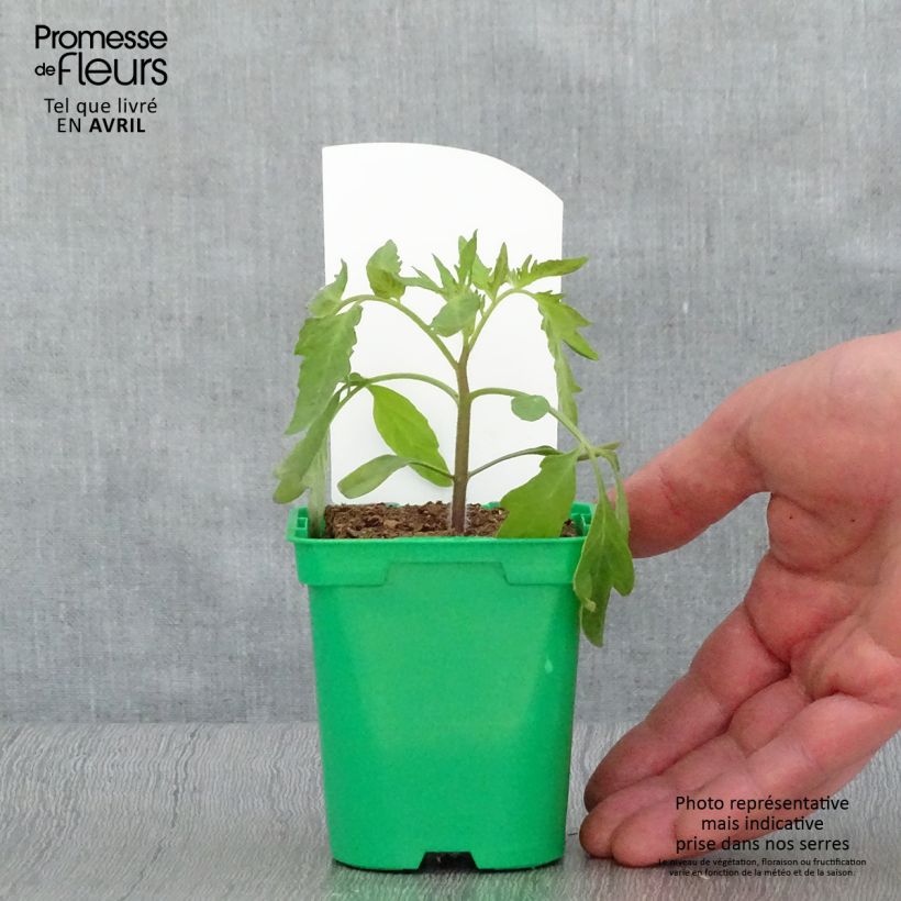 Exemplar von Tomate Russe rouge (Pflanzen) Topf 10 cm/11cm wie im Frühjahr geliefert