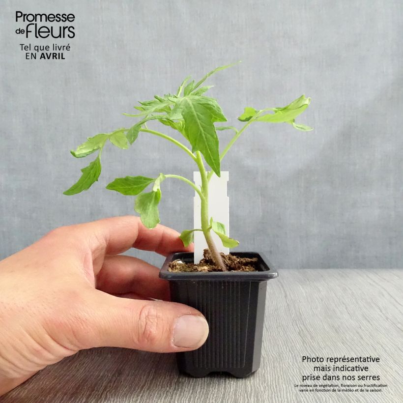 Exemplar von Tomate Saint-Pierre (Pflanzen) Kleine Töpfe von 7/8 cm wie im Winter geliefert