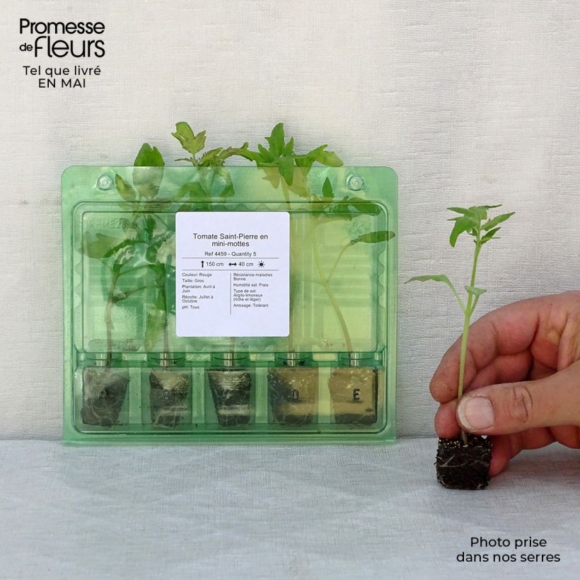 Exemplar von Tomate Saint-Pierre (Pflanzen) Mini-Plug Ø 3/4 cm wie im Frühjahr geliefert