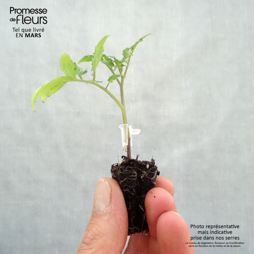 Exemplar von Kirschtomate Santonio F1 (Veredelte Tomate) Mini-Plug Ø 3/4 cm wie im Frühjahr geliefert