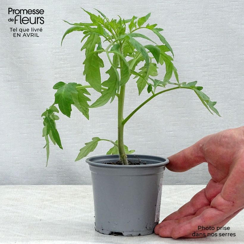 Exemplar von Fleischtomate Supersteak F1 (Veredelte Tomate) Kleine Töpfe von 8/9 cm wie im Frühjahr geliefert