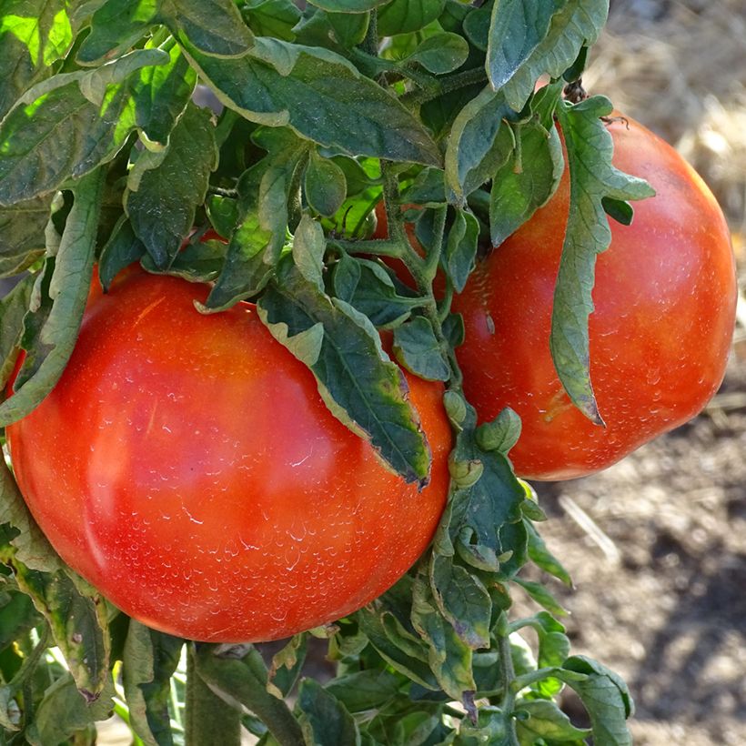 Fleischtomate Supersteak (Ernte)