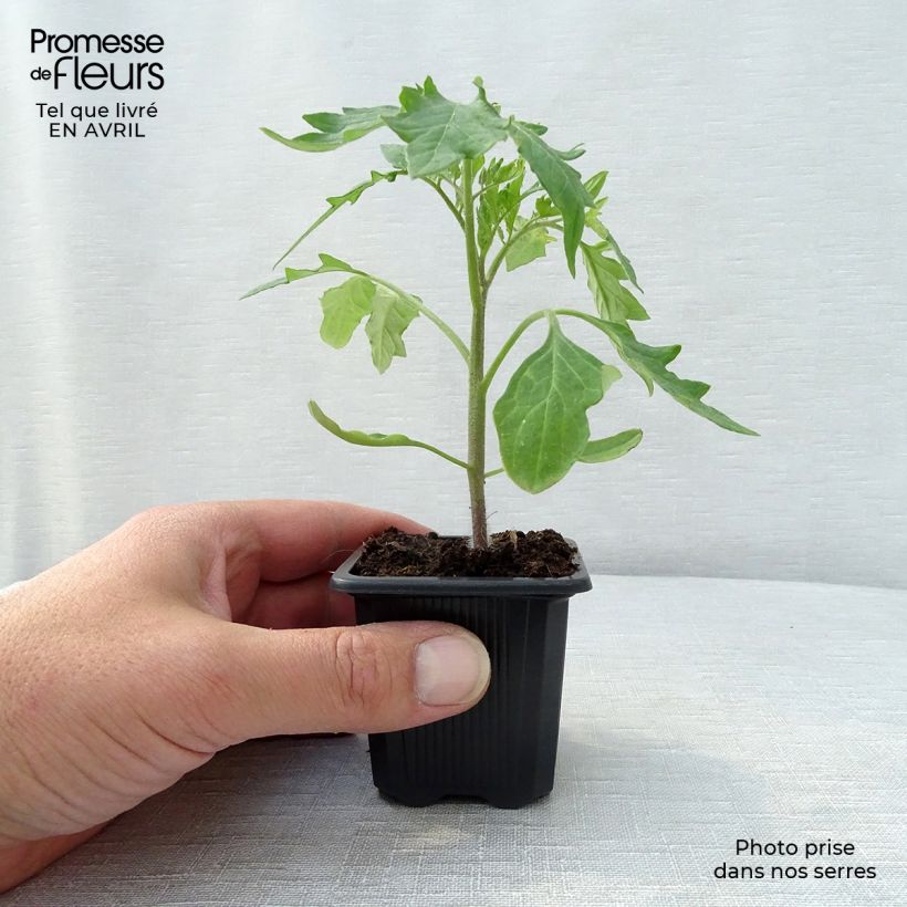 Exemplar von Fleischtomate Supersteak F1 Kleine Töpfe von 7/8 cm wie im Frühjahr geliefert